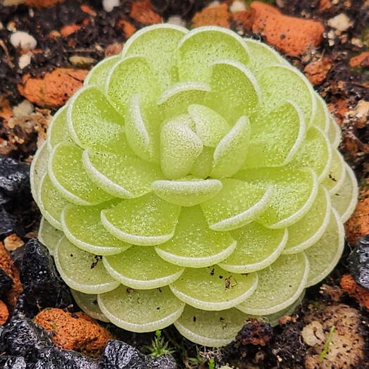 Жирянка Pinguicula esseriana