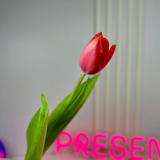 Тюльпан красный