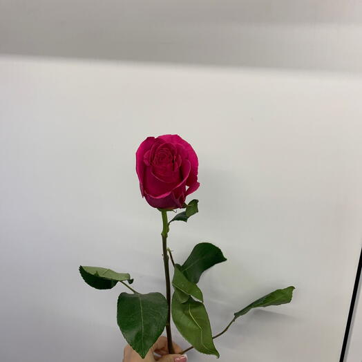 Роза ярко-розовая💕