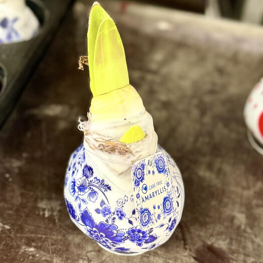 Амариллис в луковице воскированный