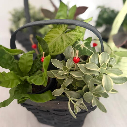 Корзинка ‘GreenLoft ❣️ ( s )