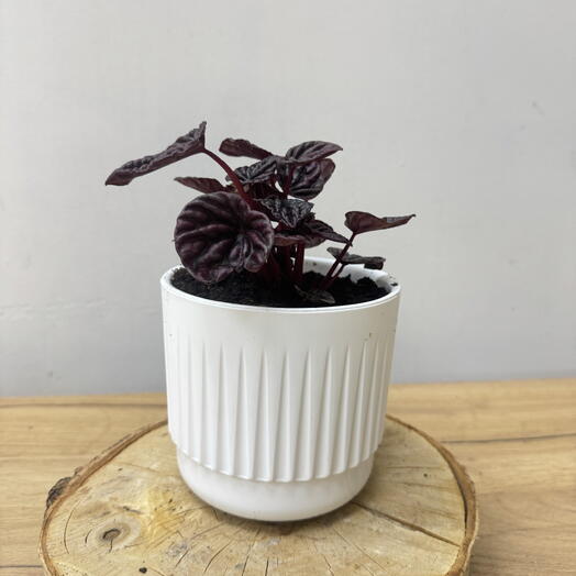 Пеперомия клузиелистная (Peperomia clusiifolia)