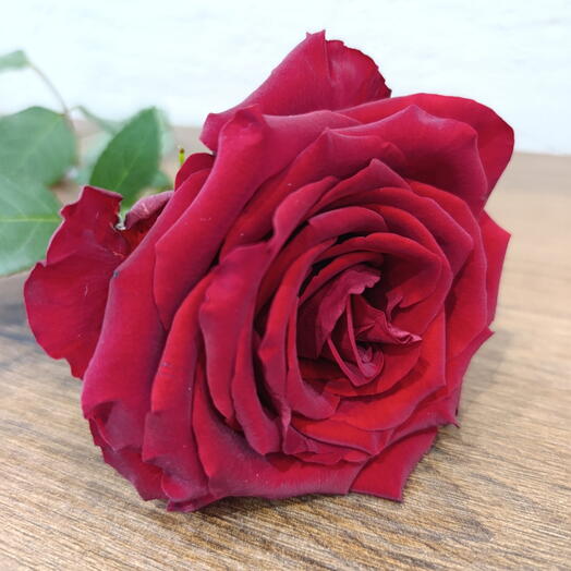 Роза бордовая