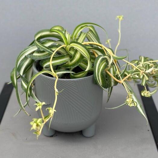 Хлорофитум (CHLOROPHYTUM VARIEGATA) 💚