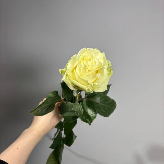 Роза White simple