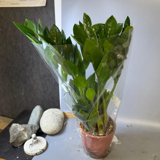 Комнатное растение неприхотливое замиакулькас