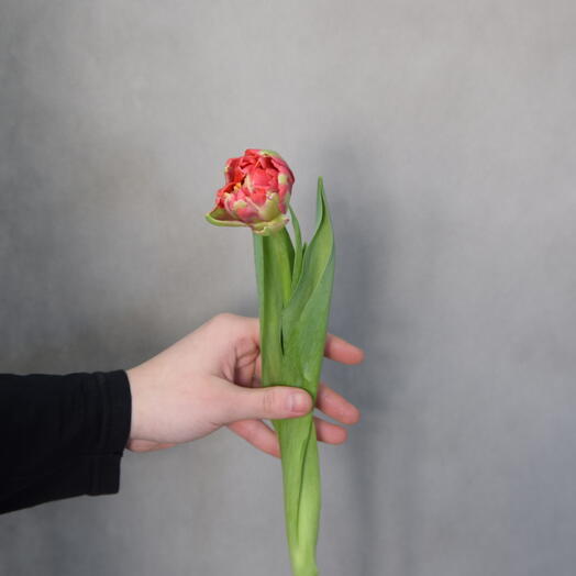 Пионовидный тюльпан