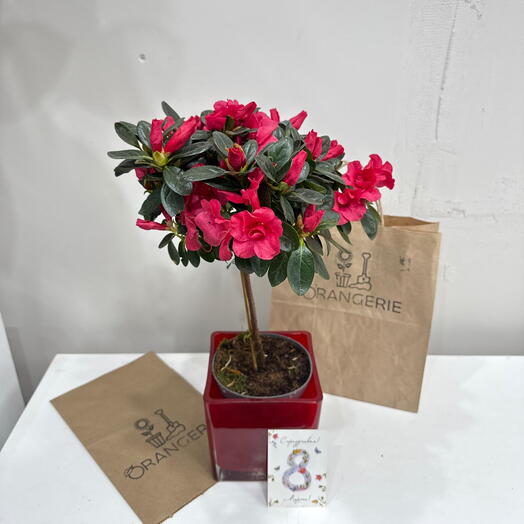 Азалия  на штабе / яркая