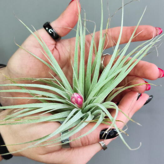 Тилландсия Хьюстон (Tillandsia Houston)