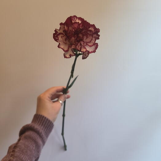 Гвоздика белая с бордовой окантовкой