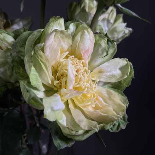 Роза веджи