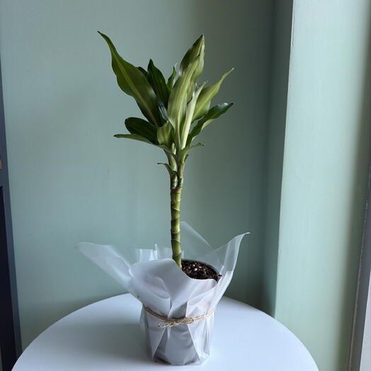 Драцена комнатный цветок