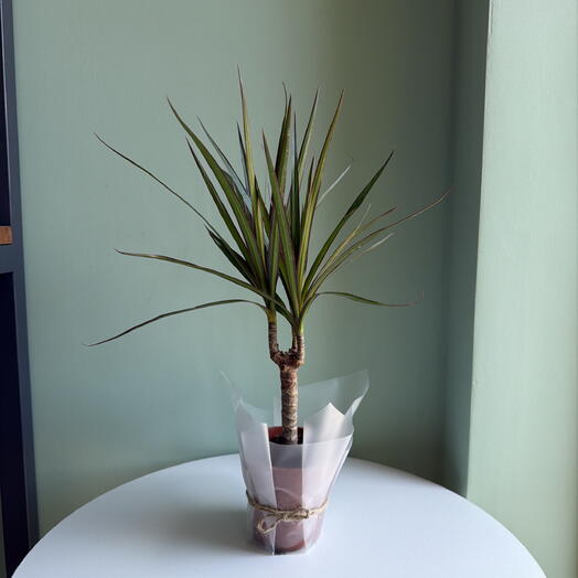 Драцена домашняя пальма Маргината