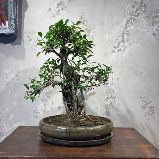 Баньян 40 лет