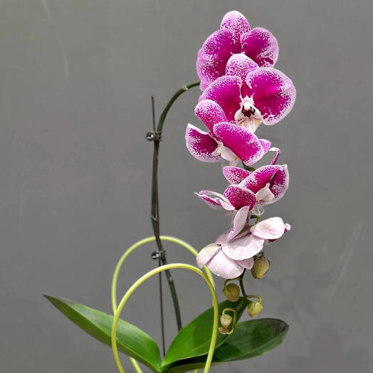 Орхидея Мрамор в подарочной сумочке