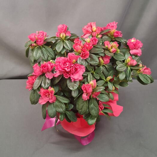 Азалия малиновая