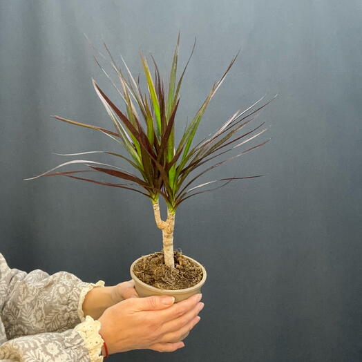 Драцена Маргината (Dracaena marginata)