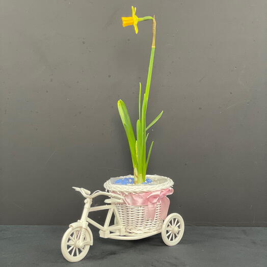 Композиция велосипед с нарциссом