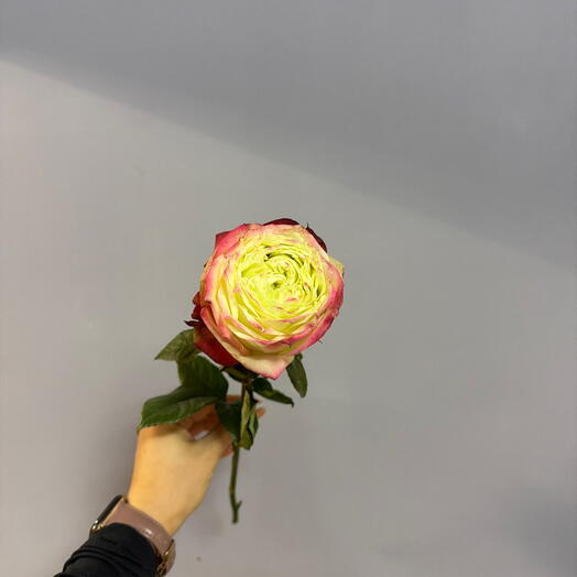Роза "Печёное яблоко" 70см