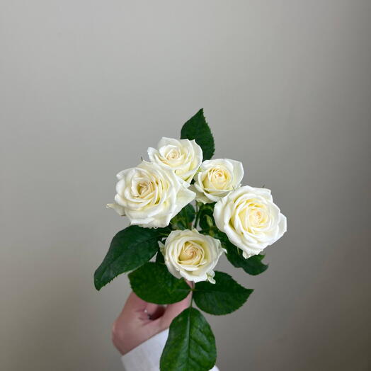 Кустовая Роза white