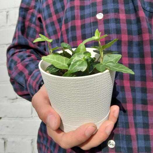 Плющ обыкновенный (Hedera helix)