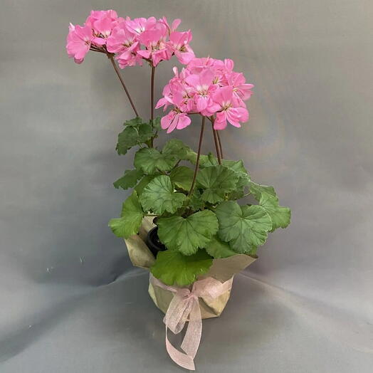 Пеларгония (герань) зональная (Pelargonium zonale) розовая