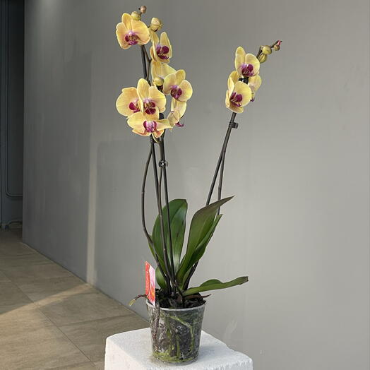 MANGO ORCHID манговая 2-ствольная орхидея фаленопсис