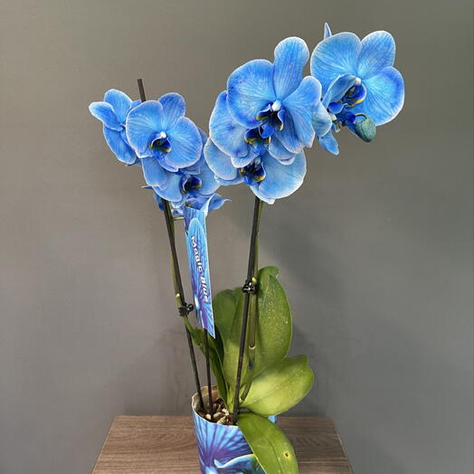 Орхидея Magic Blue
