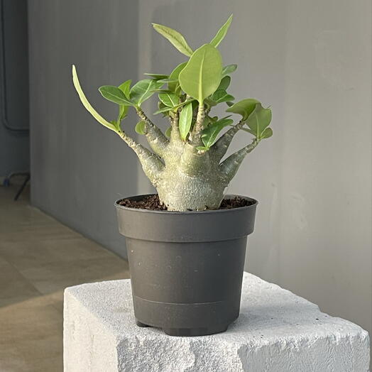 BAOBAB ANSU ADENIUM пустынная роза