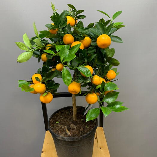 Citrofortunella microcarpa (гибрид мандаринового дерева и кумквата)