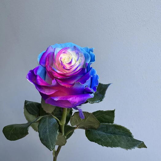 Роза радужная