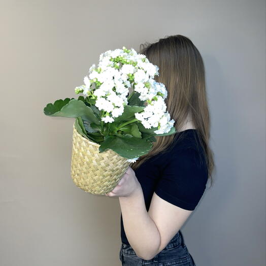 Комнатное растение каланхое белое в плетеном кашпо 🧺🌿