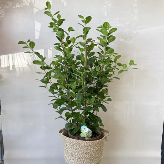Фикус Мокламе (Ficus Moclame)
