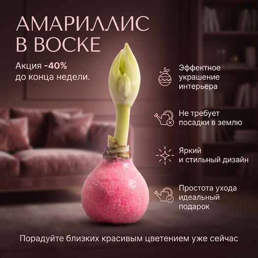 Луковица Амариллиса в воске «Сахарная вата»