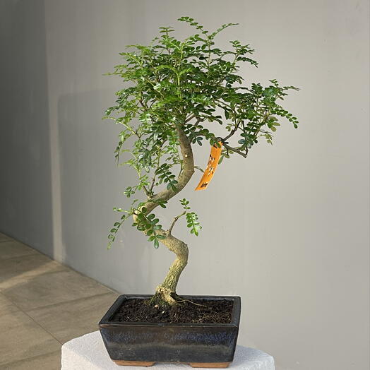 ZANTHOXYLUM PIPERITUM бонсай (8лет) японское перечное дерево саншо в керамическом кашпо