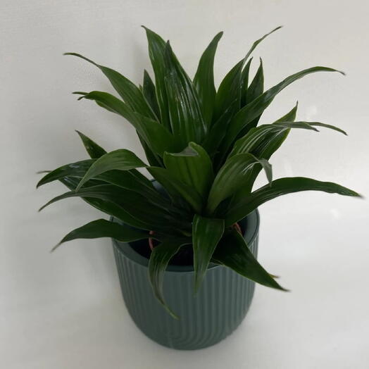 Драцена душистая / Dracaena fragrans