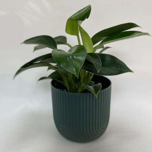 Филодендрон Грин Принцесс / Philodendron Green Princess