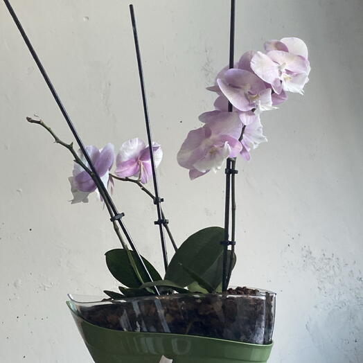 Орхидея фаленопсис в горшке 🌸