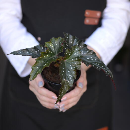 бегония макулата (Begonia maculata)