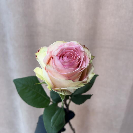 Роза Эсперанс эквадор премиум класс 🌷