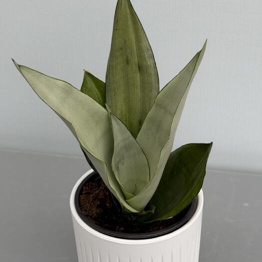 SANSEVIERIA (Moonshine) Сансевиерия Муншайн