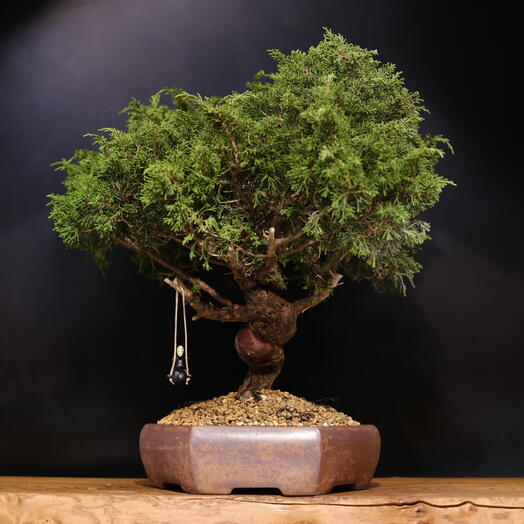 Бонсай Можжевельник (Japan), 60см