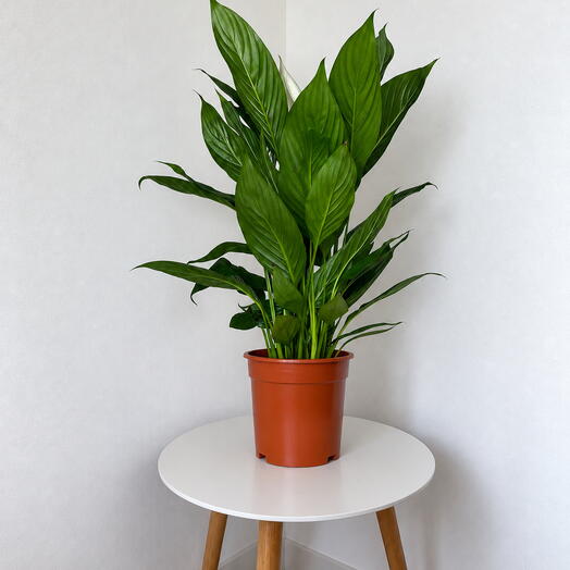 Spathiphyllum ‘Lauretta  – Elegant Tropical Greenery