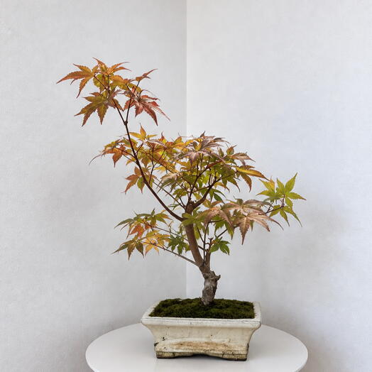 Bonsai Acer