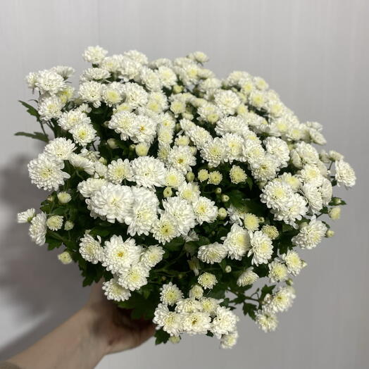 Кустовая хризантема в горшке 4