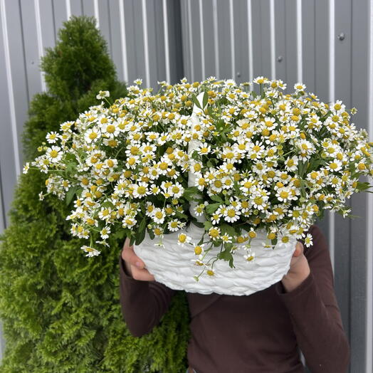 Корзина Матрикари 💐💐💐