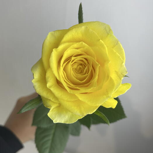 Роза жёлтая 💛