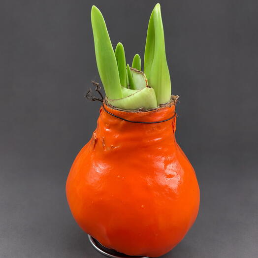 Луковица амариллиса в воске mini Tangerine wax»