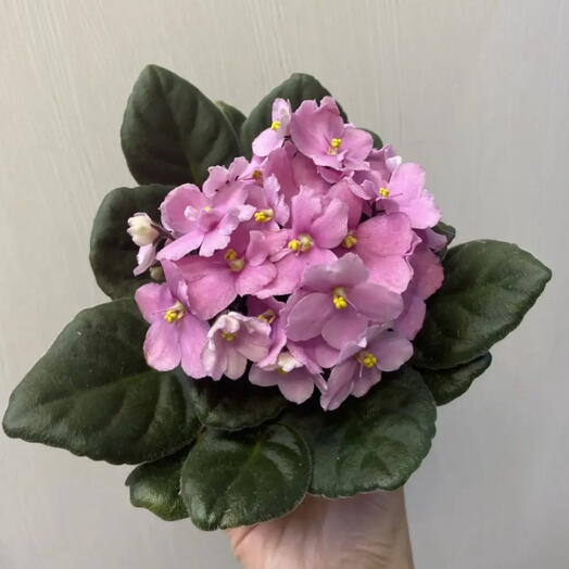 Фиалка розовая