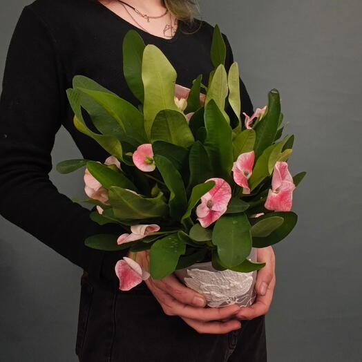 Молочай Миля (Euphorbia milii) в керамическом кашпо